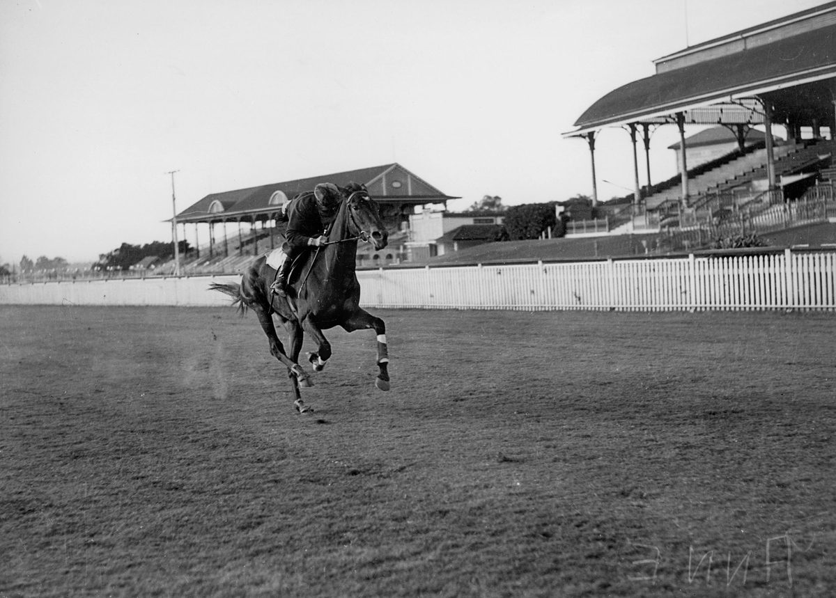 Training gallop at Eagle Farm for Anne, a fancied runner in the Stradbroke Handicap, Brisbane, May 1940