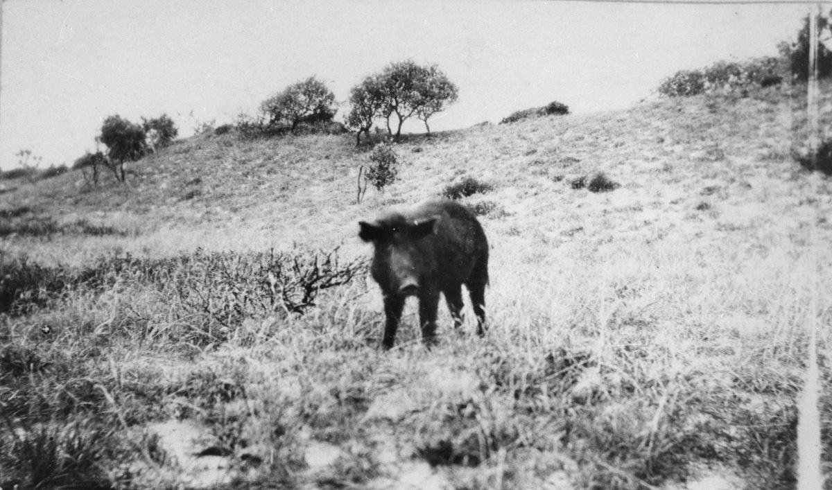 Wild pig on Moreton Island, 1919
