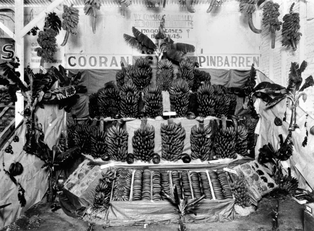Bananas from Cooran, Kin Kin and Pinbarren districts on display at the Brisbane Exhibition, 1928, Bowen Hills
