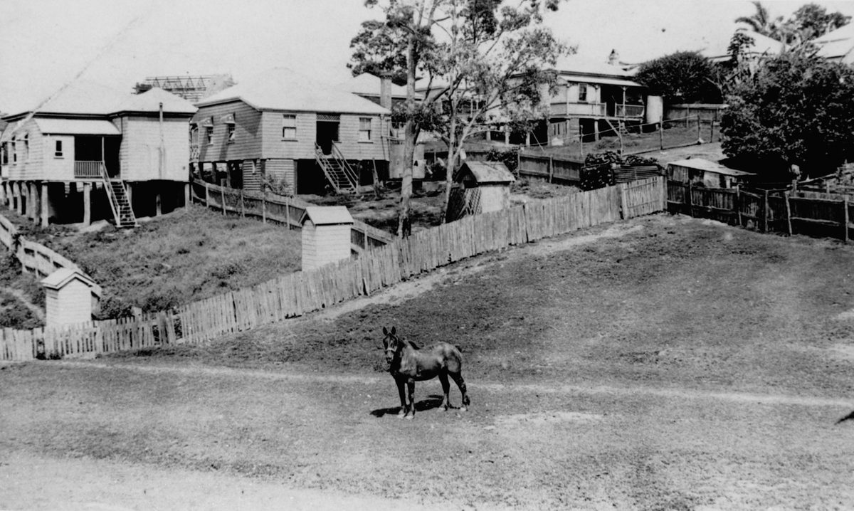 Horse in a paddock behind Ross Street in Paddington, Brisbane , 1923