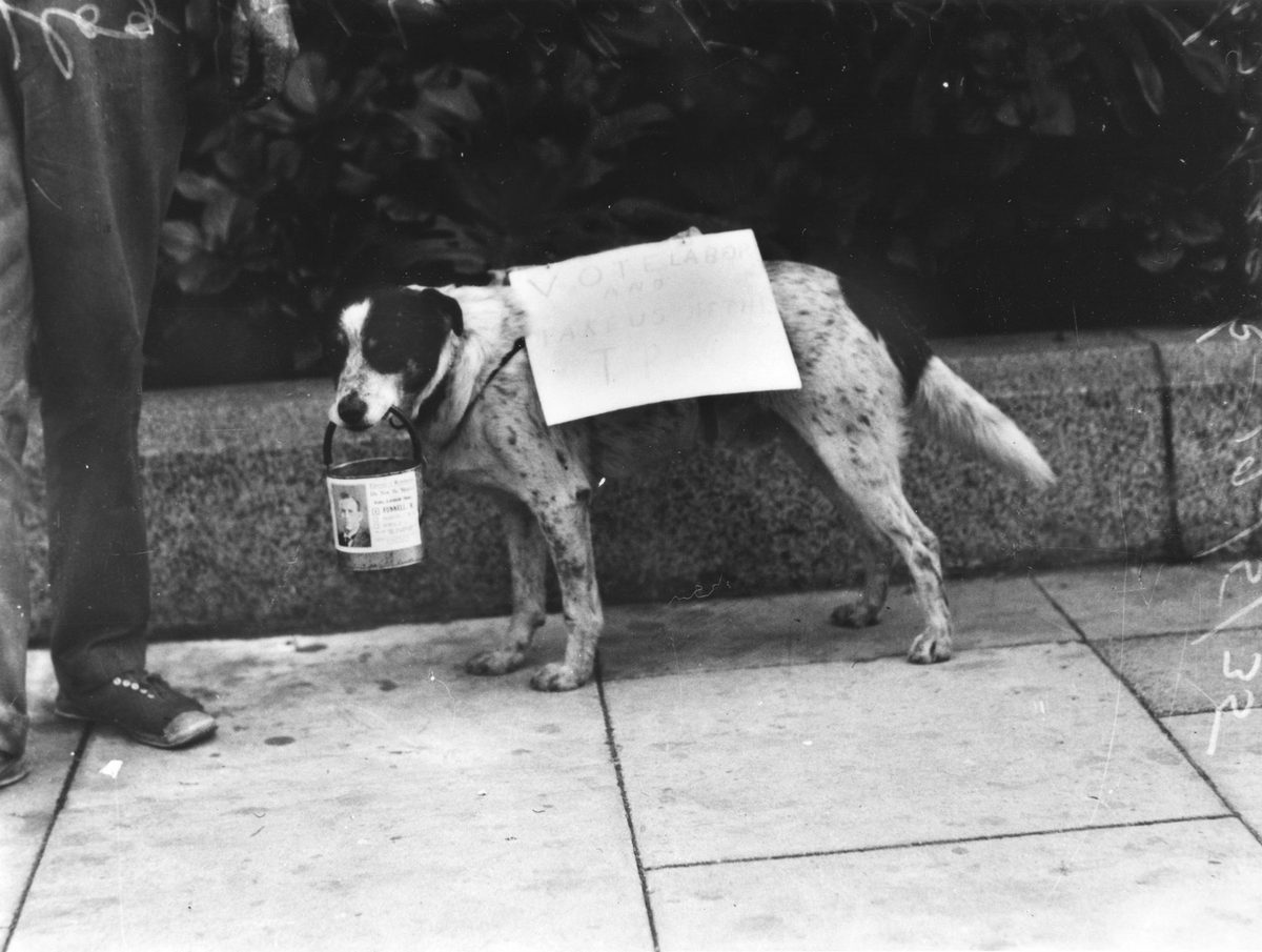 Dog with election sign on his back, 1935, Brisbane