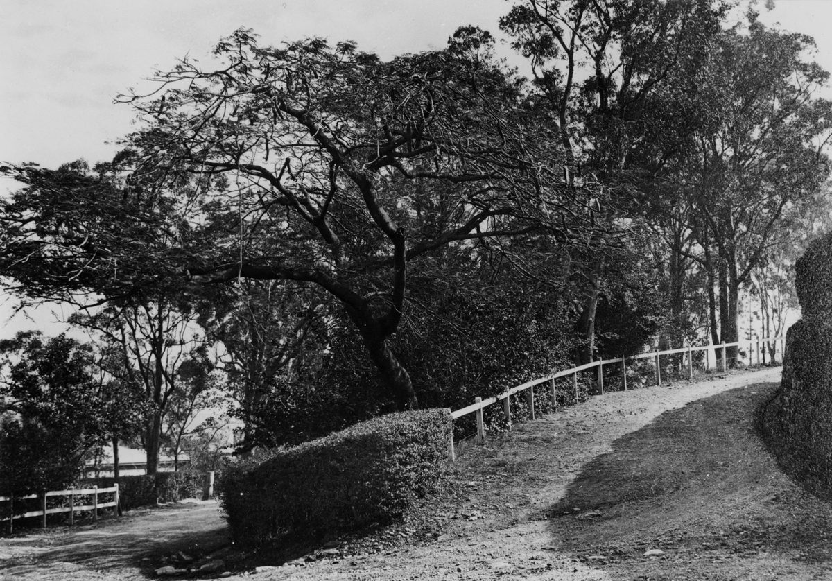 Tree lined driveway winding up to Montpelier, a residence in Bowen Hills, 1927