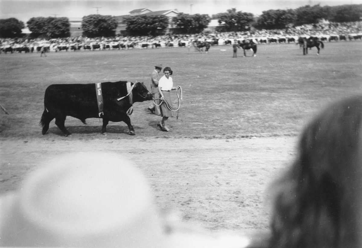 Bull taking part in the grand parade, Brisbane Exhibition, 1948