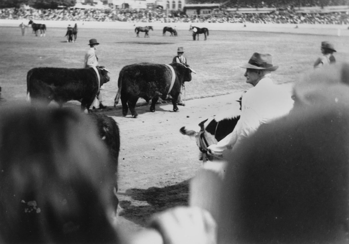 Parade of cattle at the RNA Exhibition, Brisbane, 1948, Bowen Hills