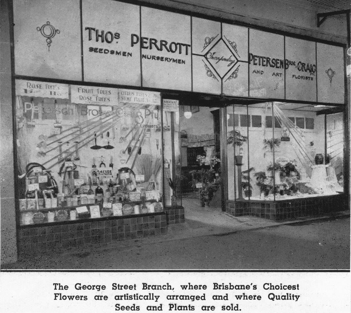 Windows of Thomas Perrott & Petersen Bros., Brisbane City (1940)
