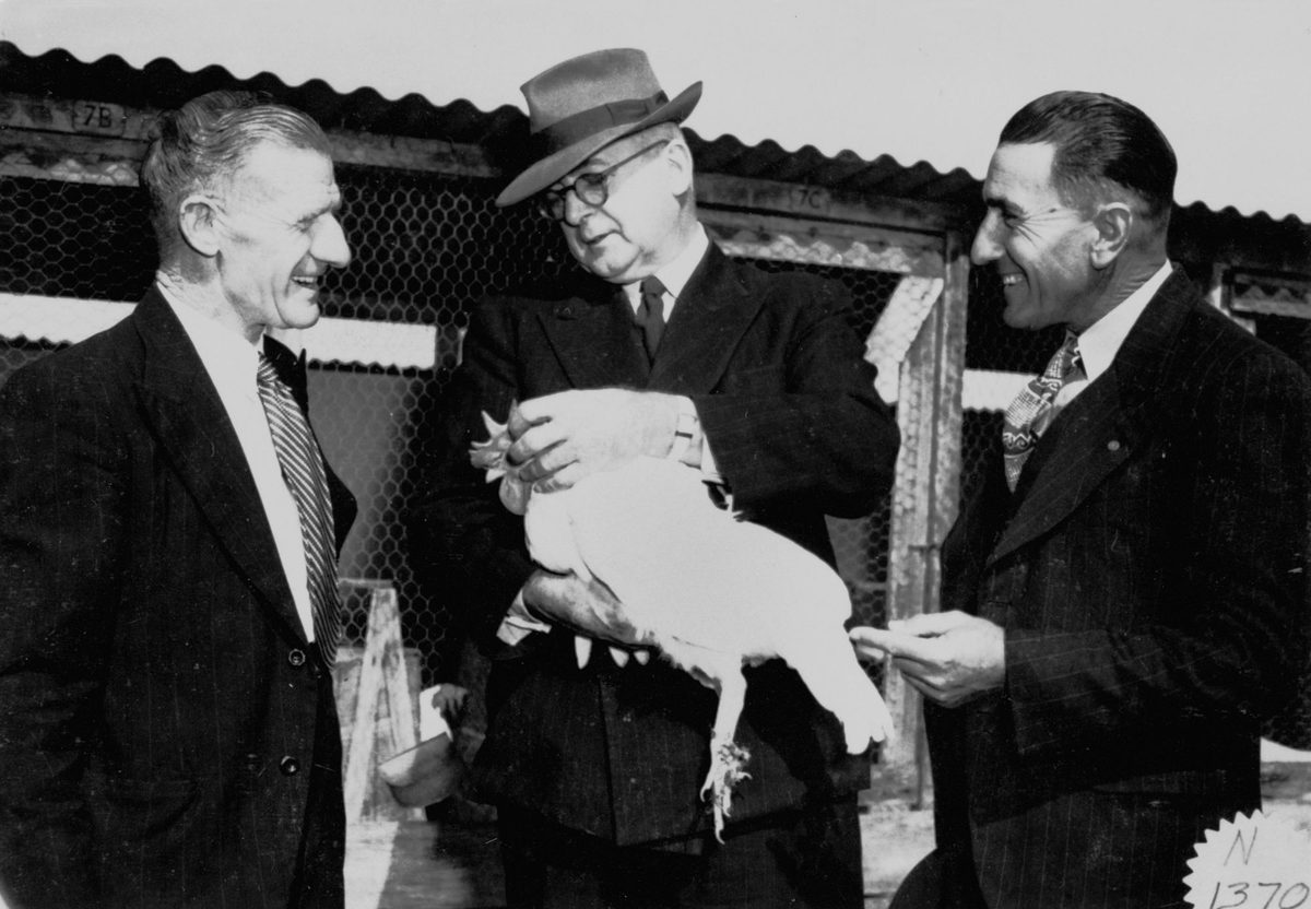 At the Zillmere Show, July 1951