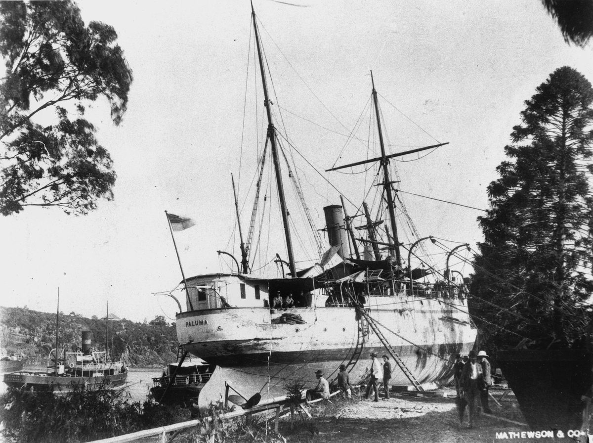Paluma (ship), Brisbane (1893)