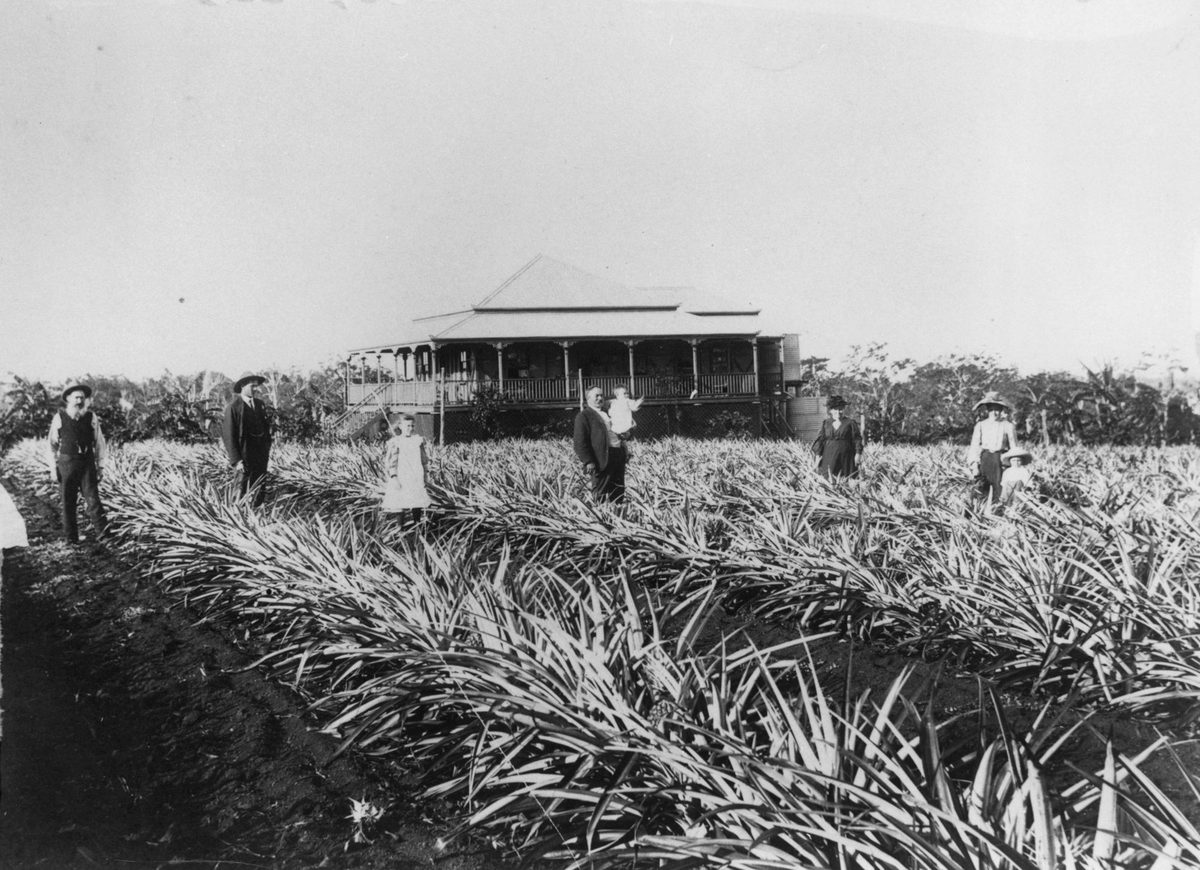 Pineapple plantation at Fred Zerner's farm, Cleveland, 1907