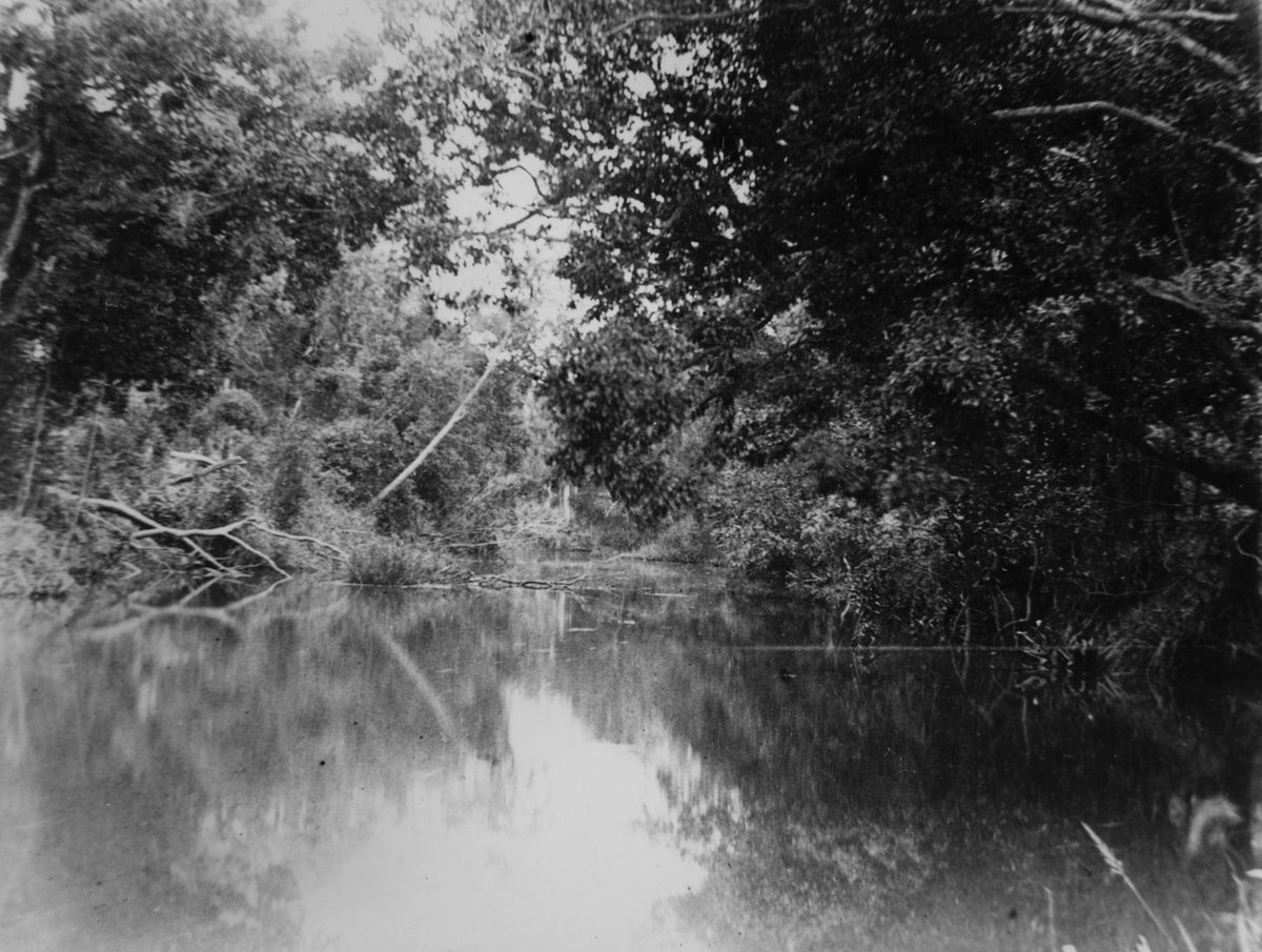 Field naturalists excursion on Oxley Creek, 1890
