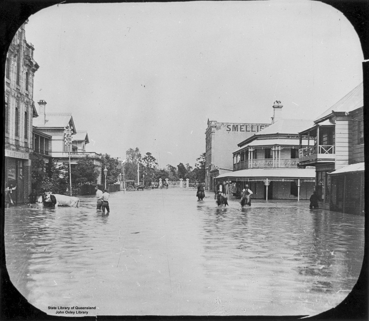 Cattle in Edward Street, Brisbane, during the 1890 flood, Brisbane City