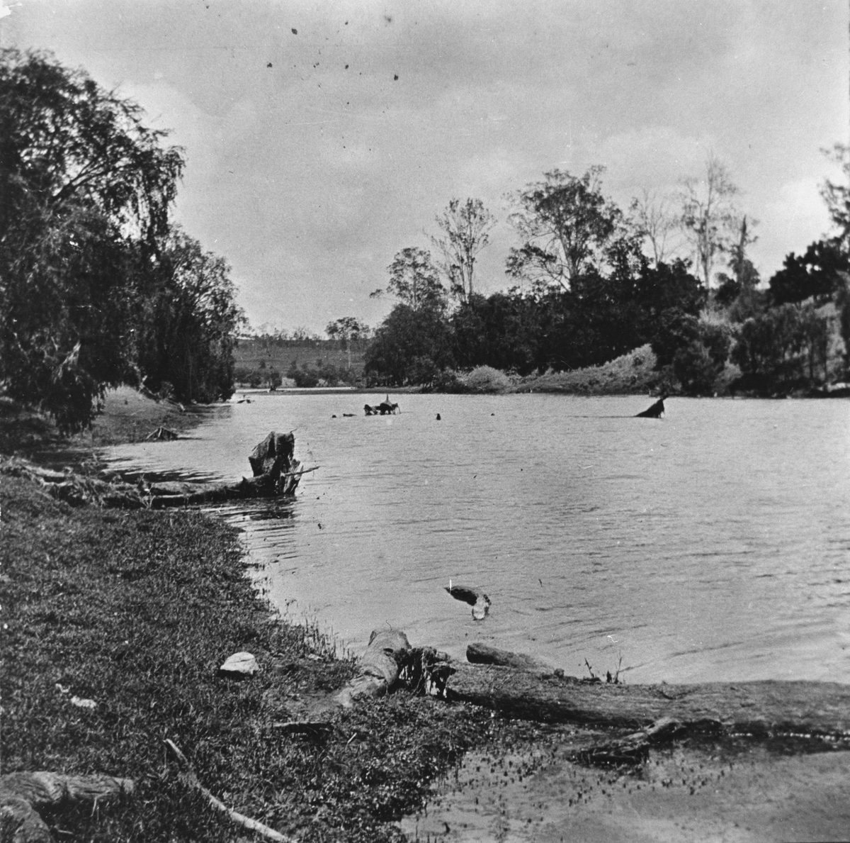 Along the Brisbane River at Dredge's Crossing, 1915