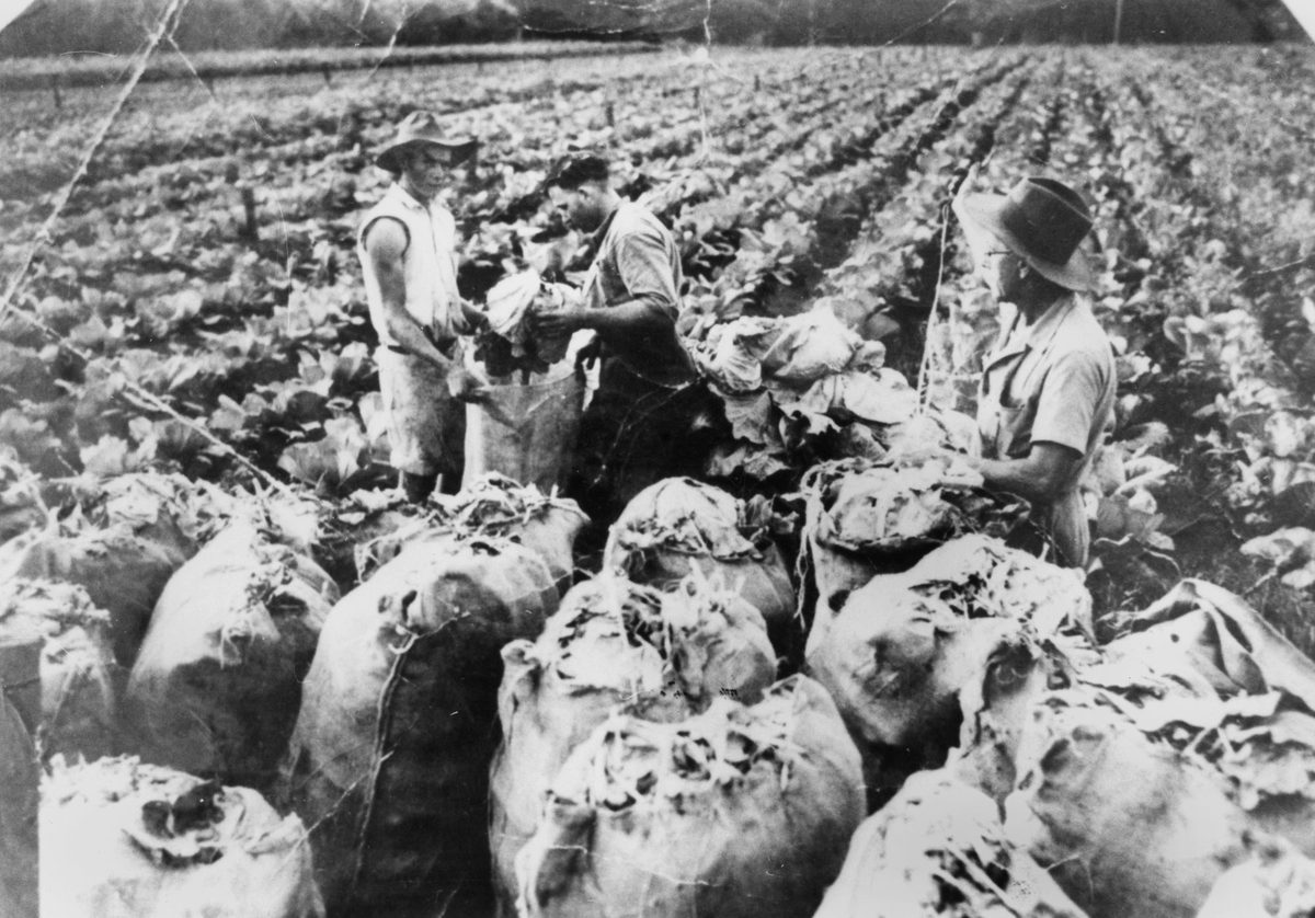 Farmers at work on Price's farm, Cleveland, 1946