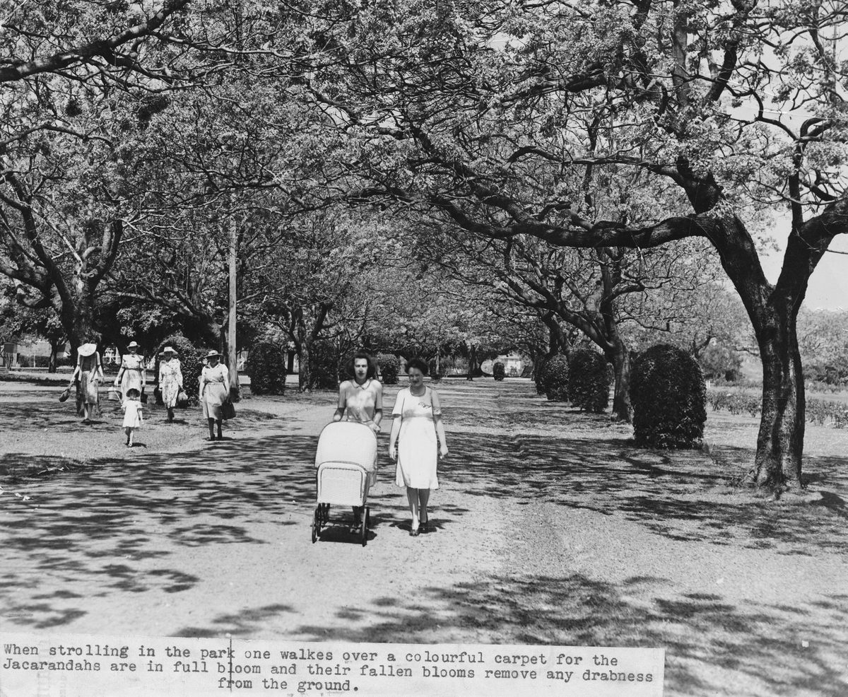 People strolling under the jacarandas in New Farm Park, Brisbane, 1948