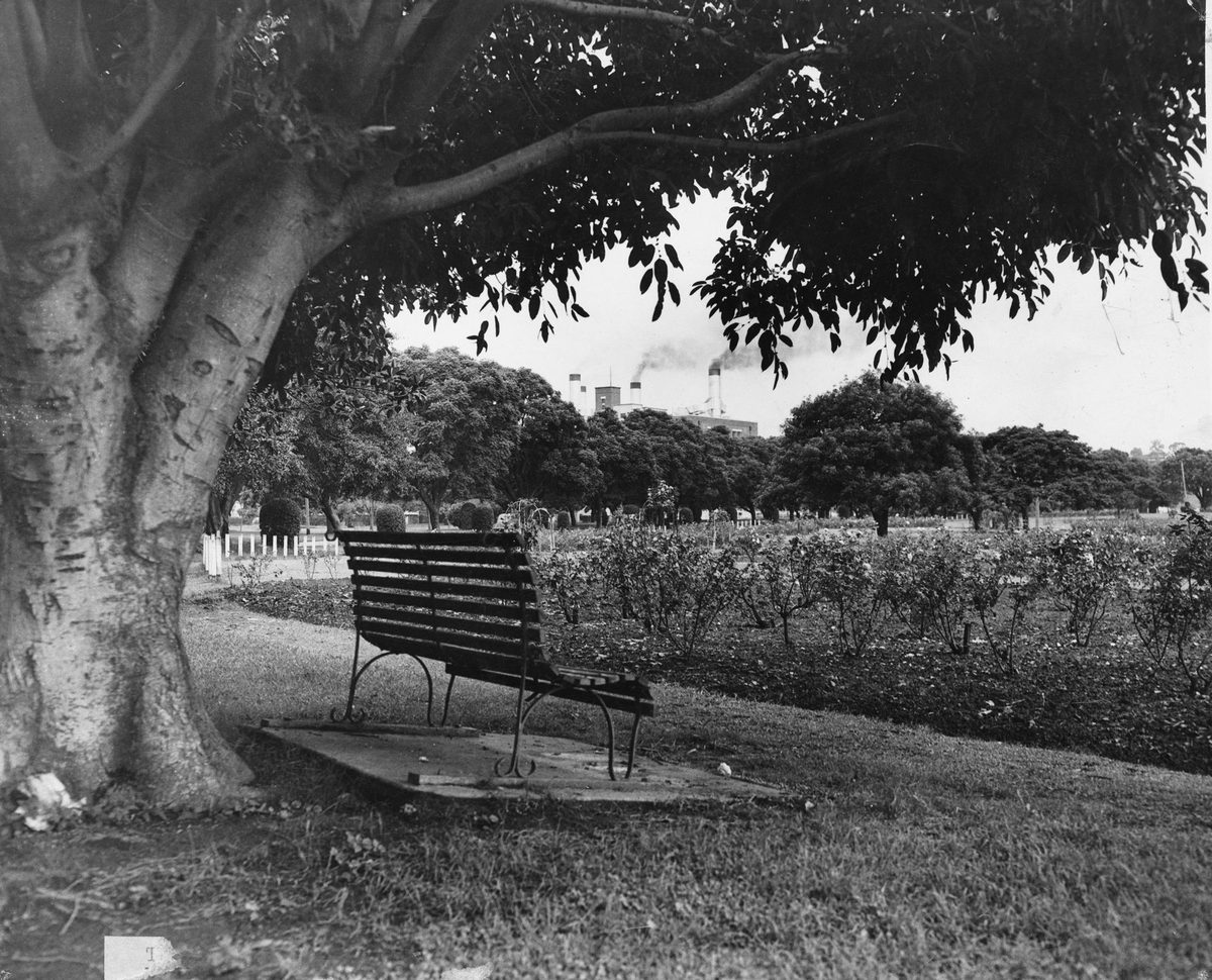 Rose garden in New Farm Park, Brisbane, 1949