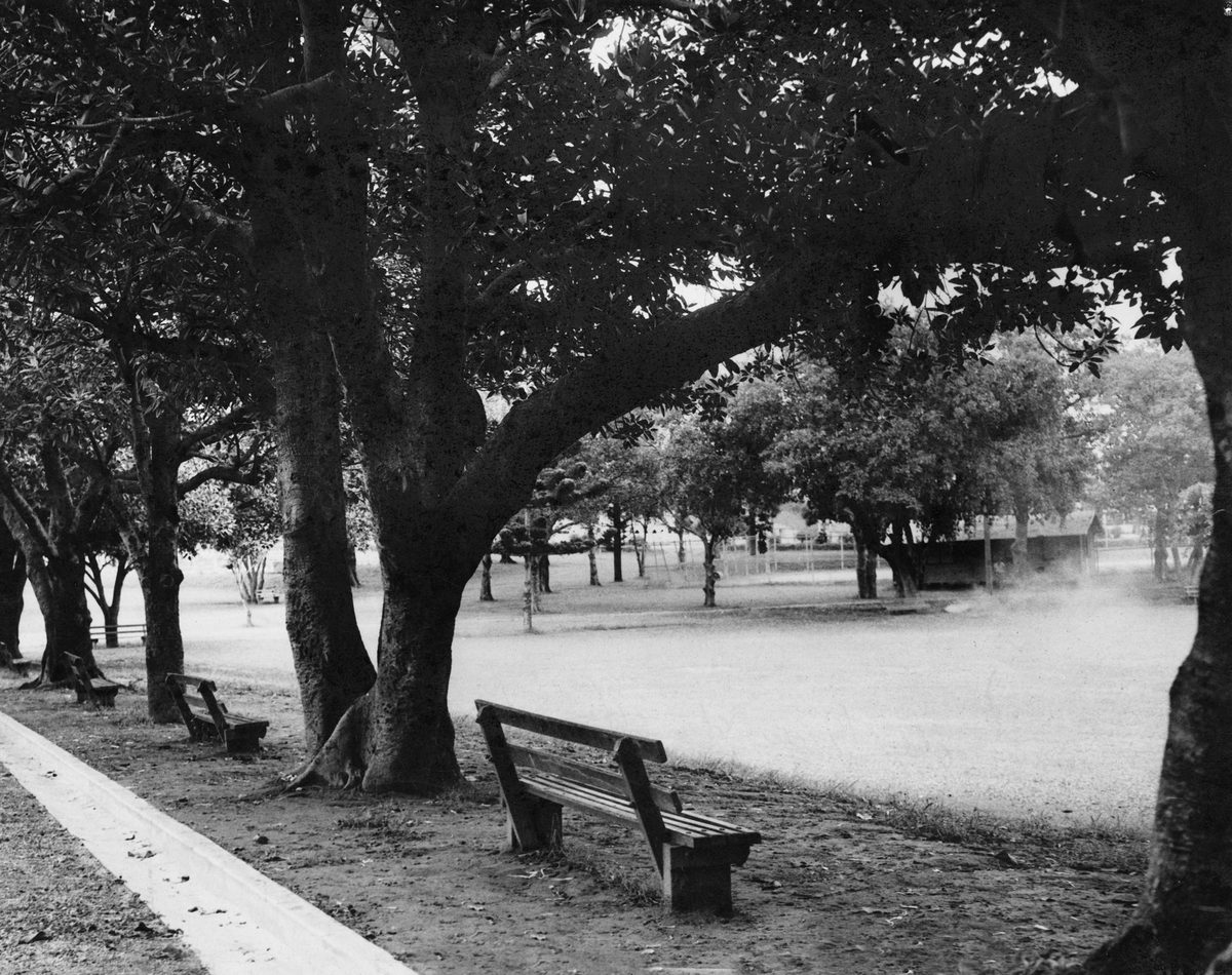 Old trees in Musgrave Park, that provide much shade for hot afternoons. Brisbane, 1949, South Brisbane