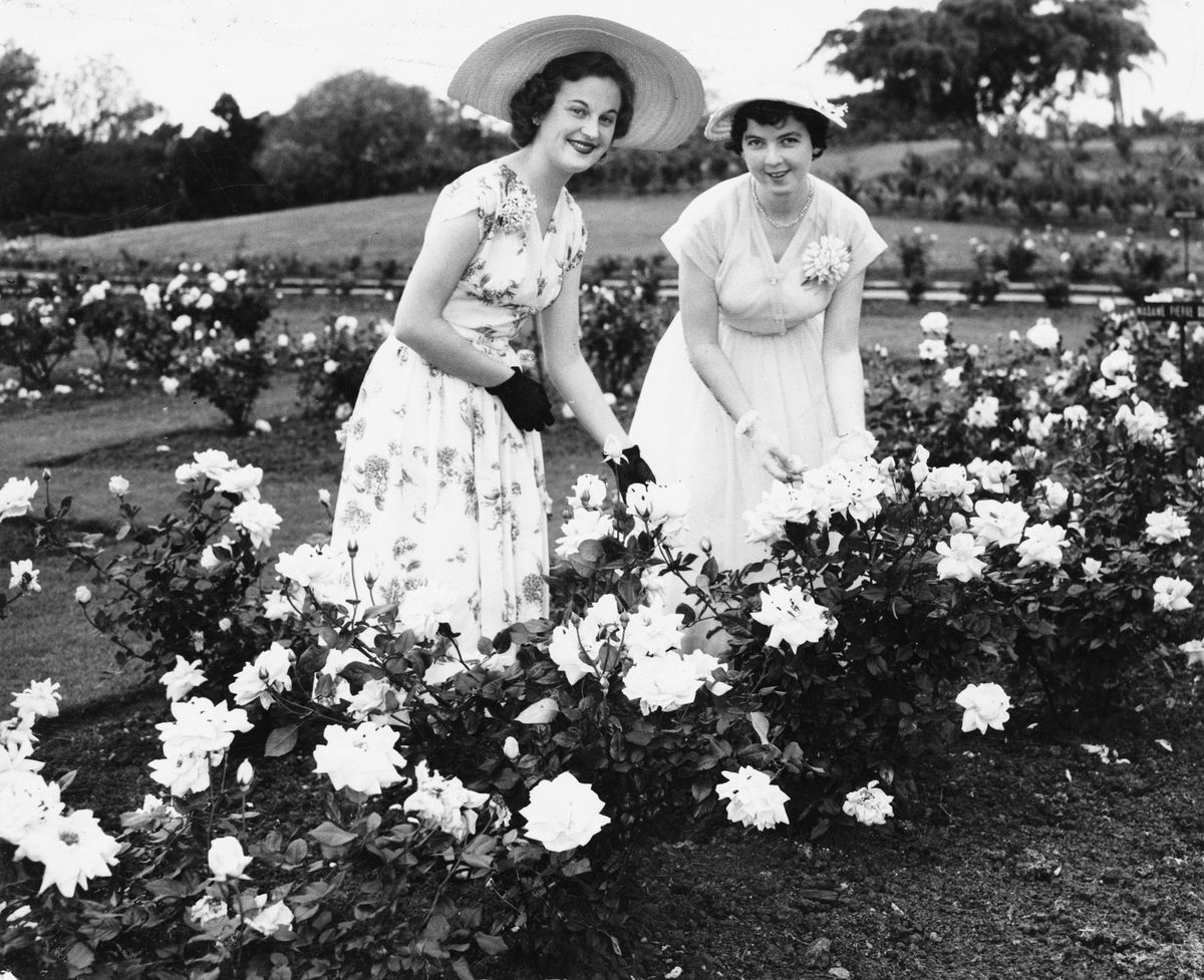 Miss P. Conrad and Miss C. McGuire in the rose garden at New Farm Park, Brisbane, 1954