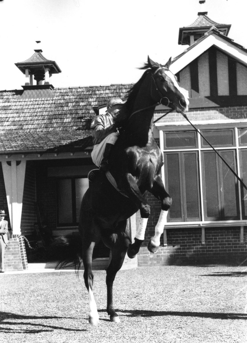 Rearing racehorse, Brisbane, 1939