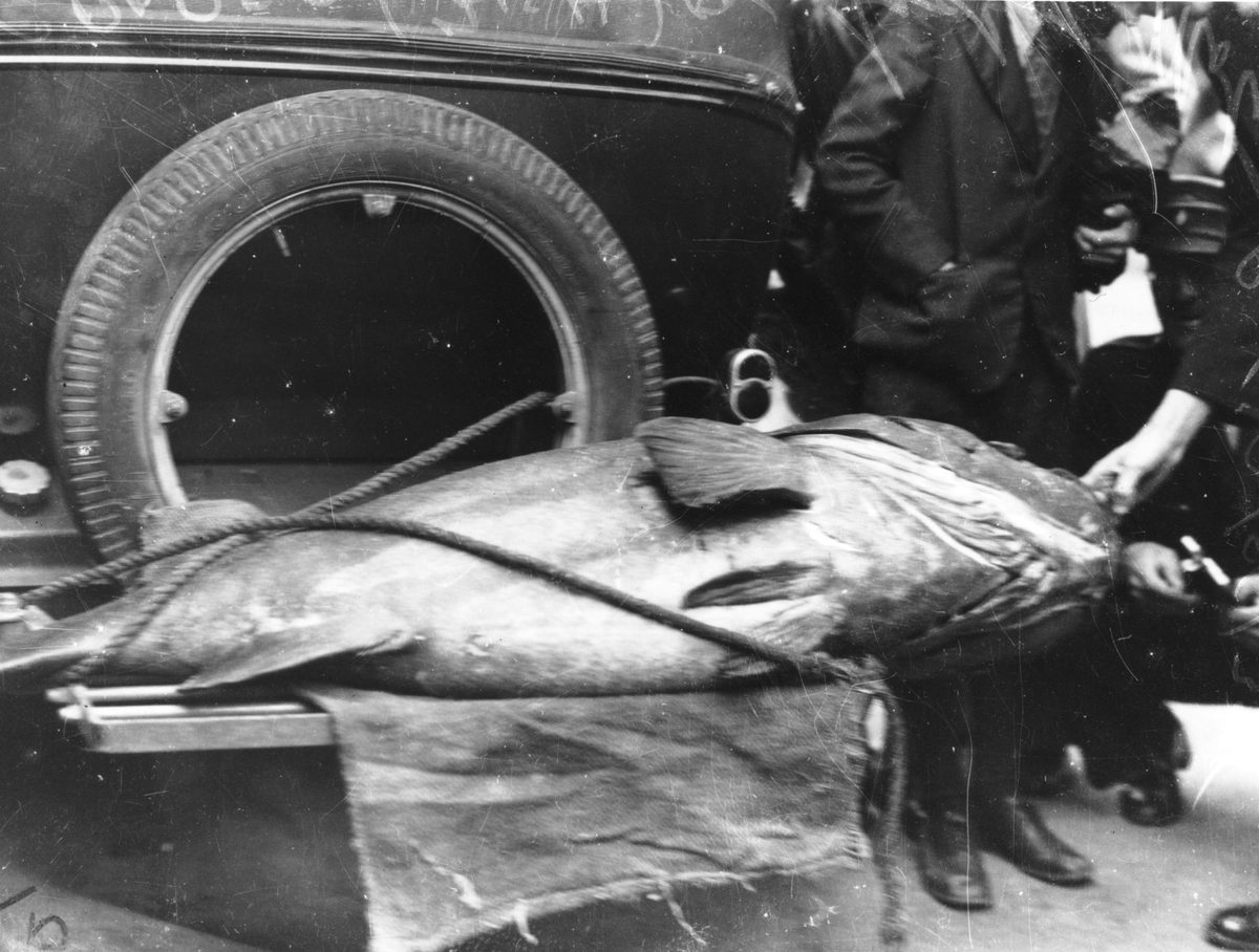 Large fish on the back of a motor car, 1938, Brisbane