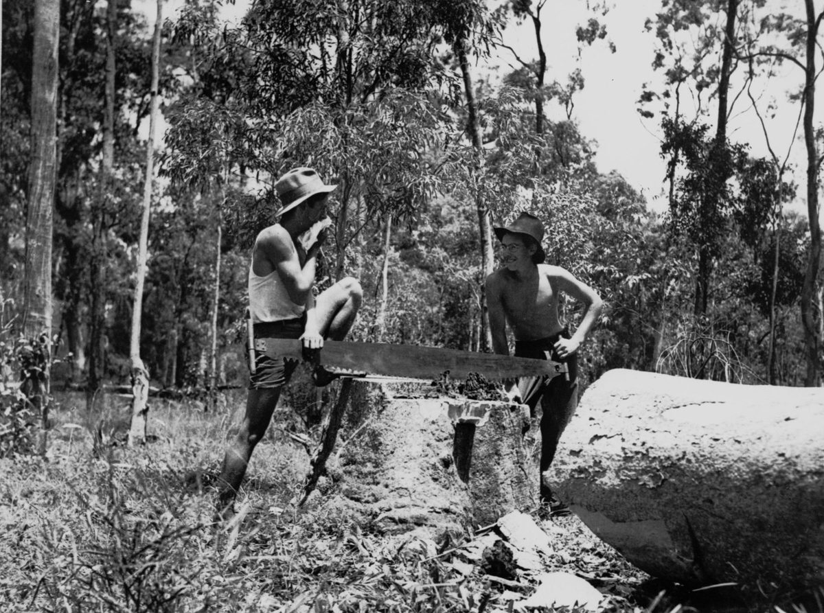 Two young men using a cross-cut saw on the St. Lucia Farm School, 1936