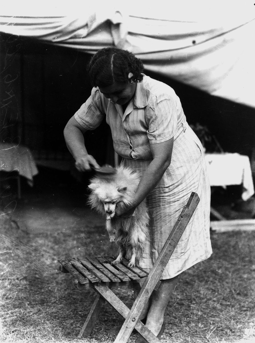 Cheeky puppy being combed for the Brisbane Exhibition, 1938, Bowen Hills