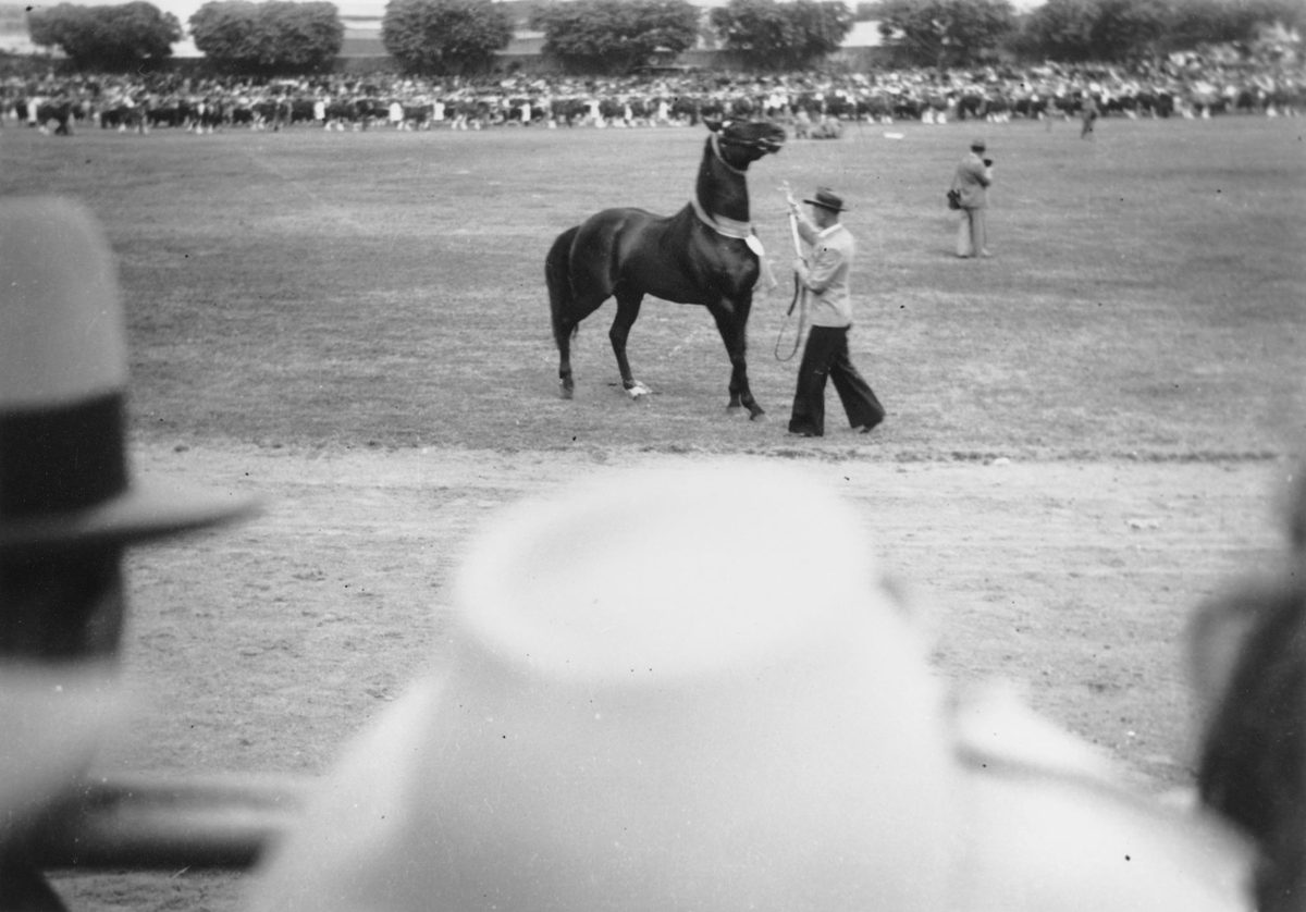 Horse being displayed in the main ring at the Royal Brisbane National Associaion Exhibition, Brisbane, 1948