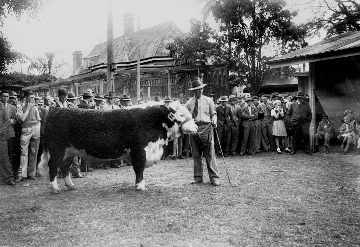 Stud cattle judging at the Brisbane Exhibition, 1948, Bowen Hills
