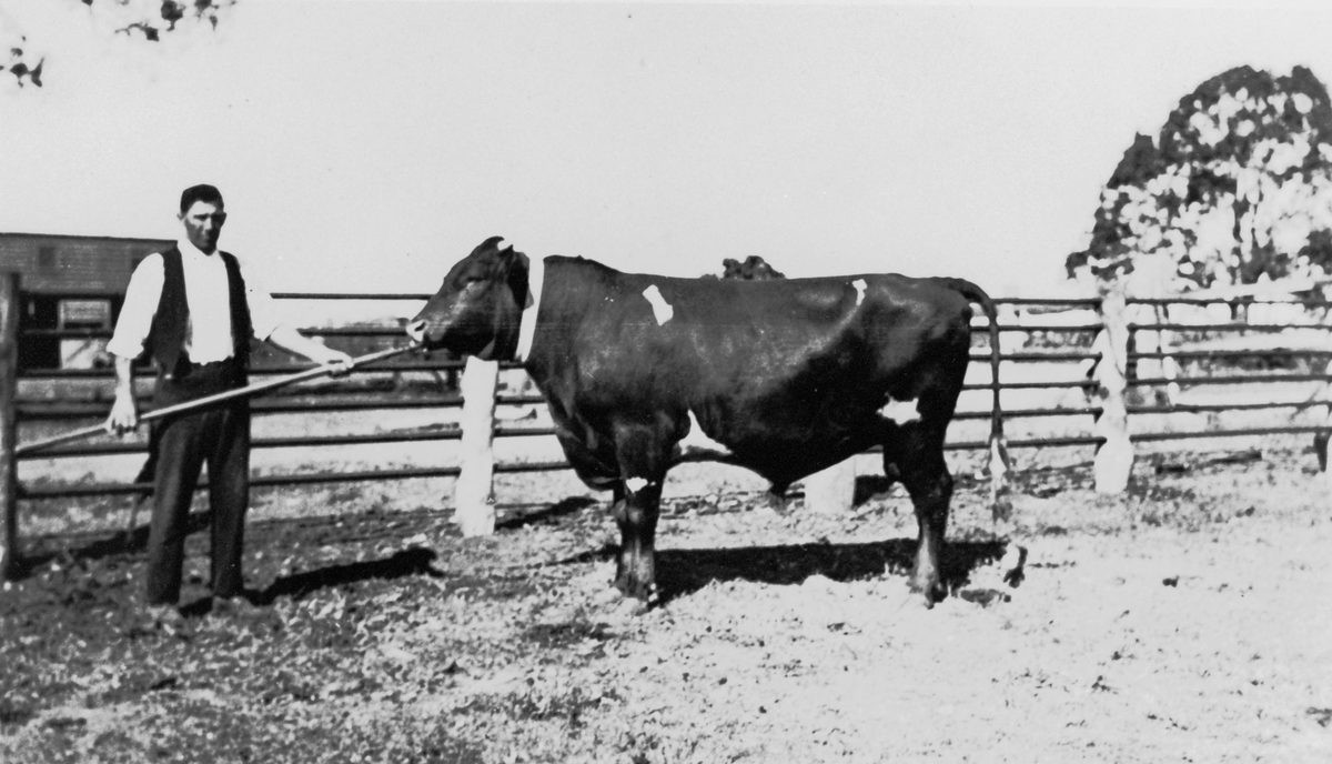 Farm worker and bull at Hutton's Farm, Zillmere, 1935