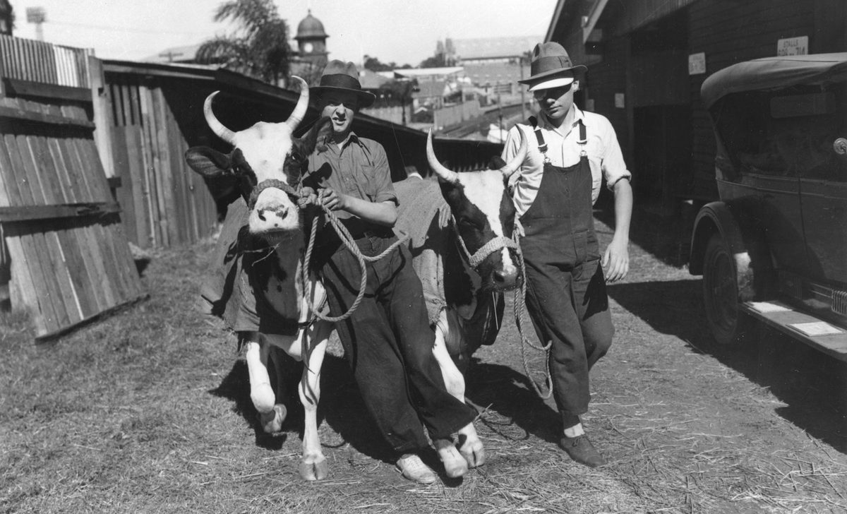 Cattle being prepared for the show ring, Royal National Association Exhibition, Brisbane, 1940, Bowen Hills