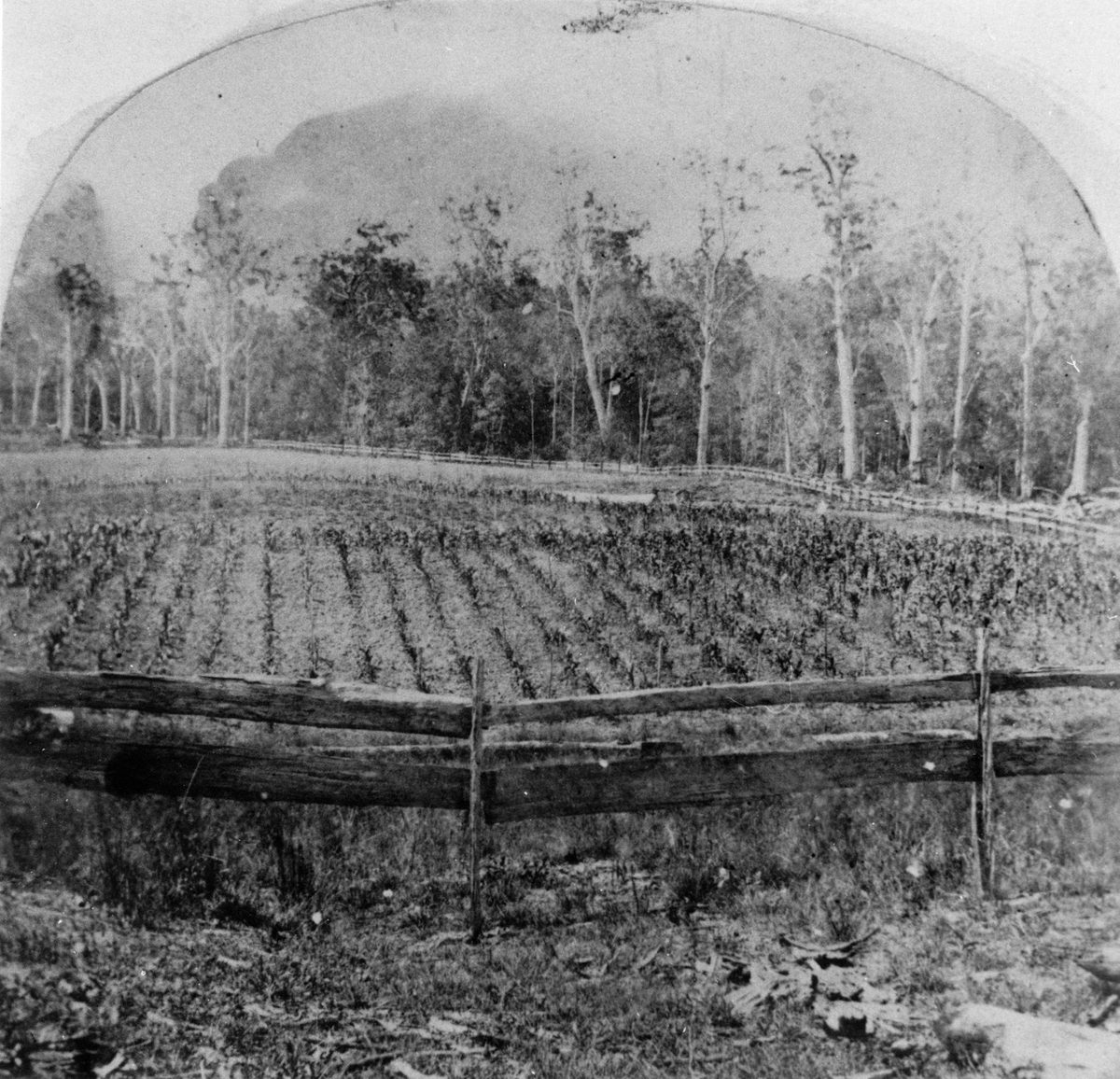 Farm at Grovely, Brisbane, Queensland, 1867