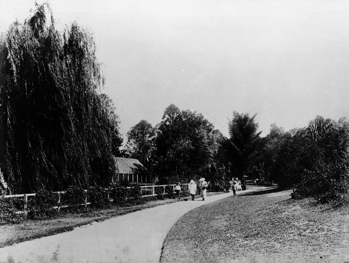 People walking through the Botanic Gardens in Brisbane, 1891