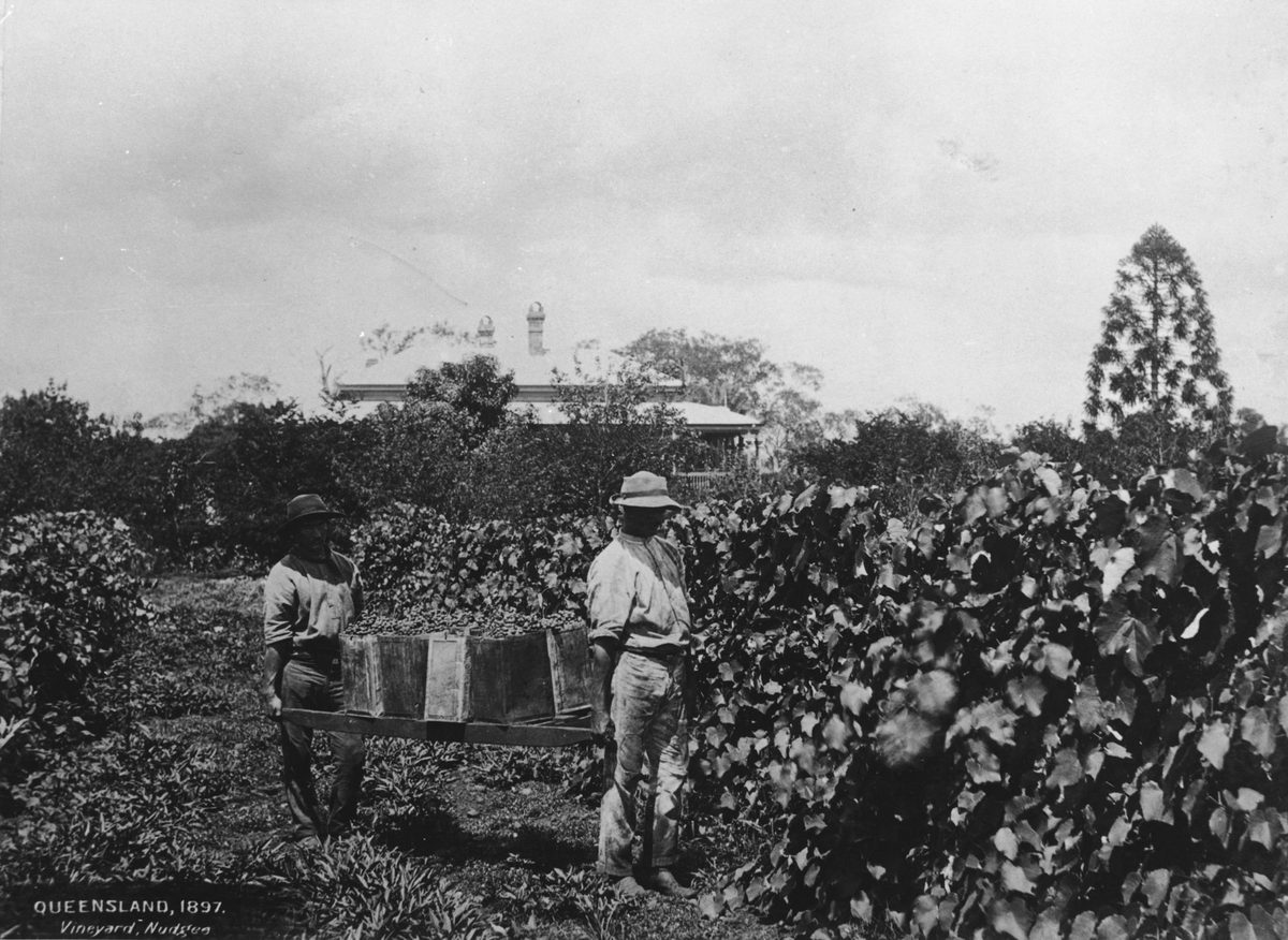 Nudgee vineyard (1897)